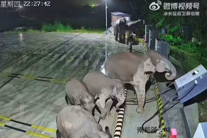 雲南野象群「夜闖」充電站　小象疑遭電纜纏腿　同伴「報仇」撞翻設備
