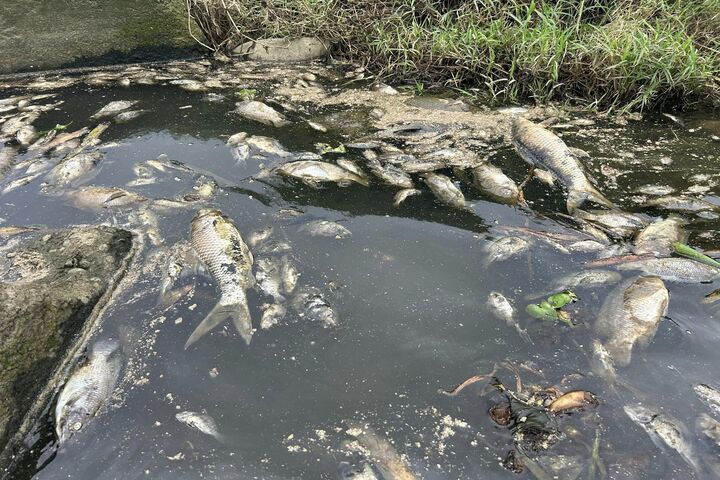 民眾發現大哭溪口有大量死魚。圖/取自桃園市議員吳進昌《臉書》粉專