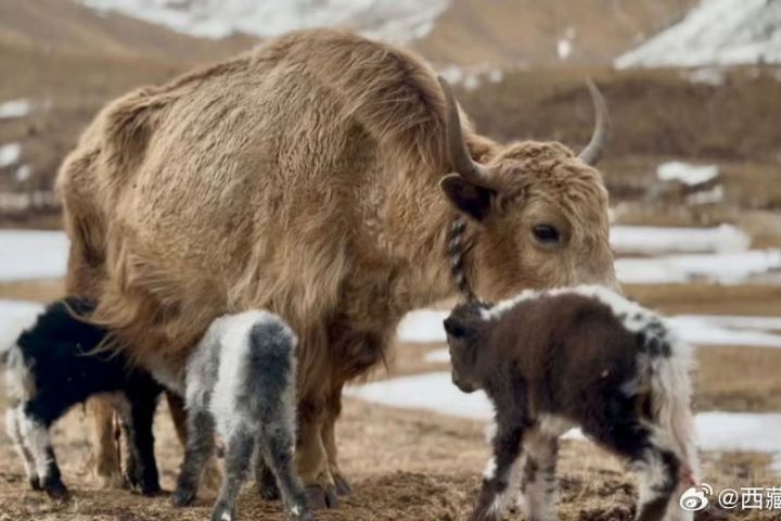 草原奇蹟　西藏氂牛罕見三胞胎　概率僅50萬分之一