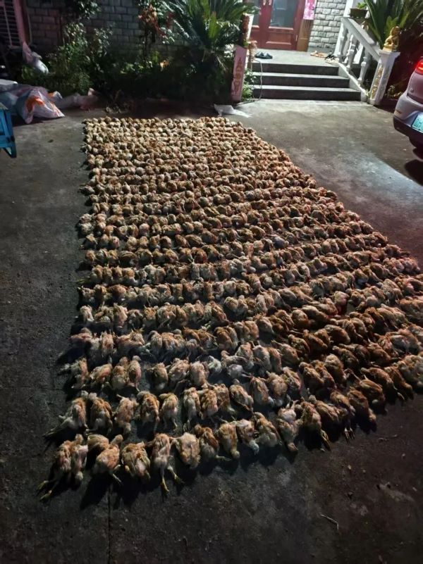 因鳳頭鷹闖入,雞群瞬間陷入恐慌,瘋狂撲騰、尖叫逃竄,最終因應激擠壓導致1400餘隻雞死亡。圖/取自潮新聞