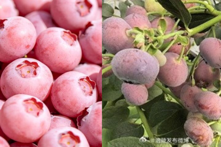 水果刺客？大陸「粉色藍莓」500克賣1850元　不是AI生成花青素較低