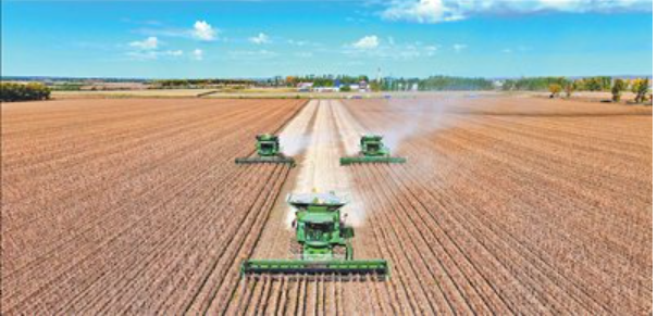 9月29日，黑龍江省黑河市，多台農機在收穫大豆。圖/取自人民日報