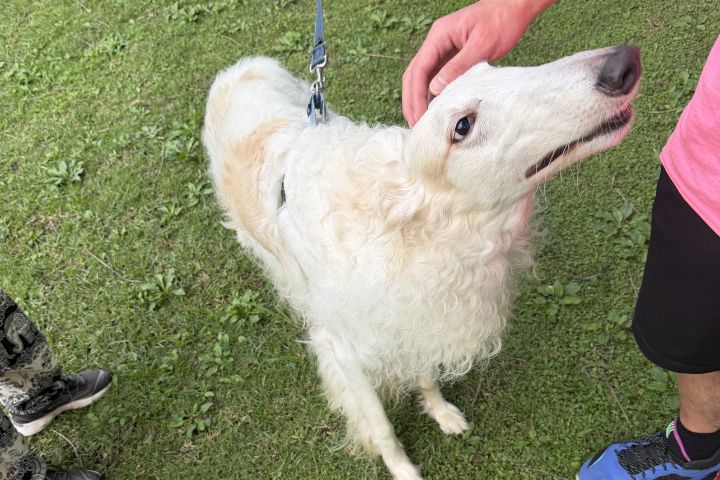 台灣罕見俄羅斯獵狼犬　優雅外型下是「猛將」反差萌