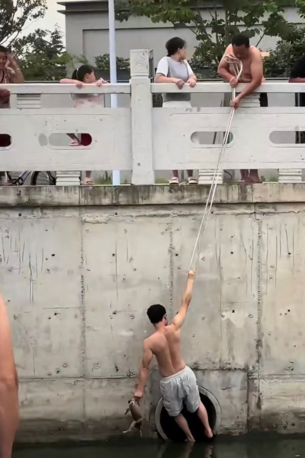 一名穿著拖鞋的男子憑藉驚人的臂力，小心翼翼下到河道靠近小狗。目擊民眾全程拍下畫面，直呼：「好帥的背影！」。圖/取自影片