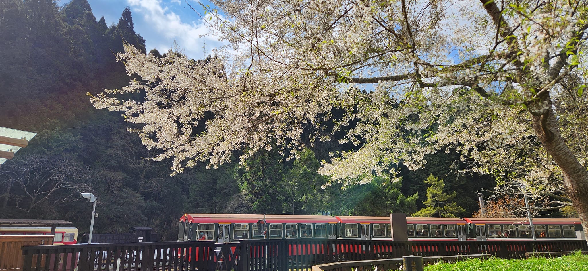 春季的阿里山正值百花綻放，山林間充滿了生機。圖/取自阿里山國家森林遊樂區 臉書