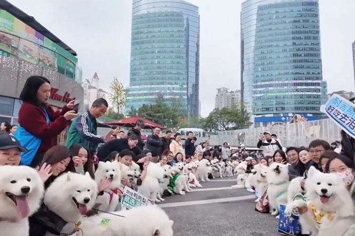 重慶126隻薩摩耶大聚會　飼主眼花　民眾笑喊：臉盲症大爆發