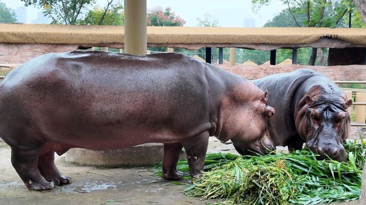 胡宇磊照顧的兩隻河馬,是武漢動物園開園時就已進駐的「老員工」,平均年齡約40歲,年紀甚至比胡宇磊還大。圖/取自九派新聞