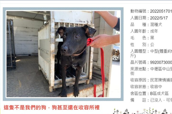 圖為新屋貓舍義工團指控，這是新屋收容所的狗，但在不知情下登記到協會名下，然後收容所還說協會沒有幫這隻狗絕育，藉此除名領養資格。圖/取自新屋貓舍義工團臉書
