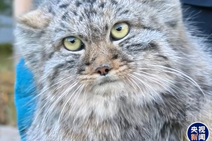 「毛茸茸的嫌犯」兔猻四天兩度闖民宅　咬死50多隻鴿子