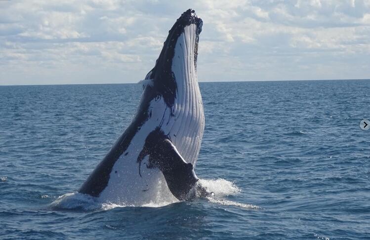 北太平洋座頭鯨數量劇減20% 海洋熱浪恐是禍首