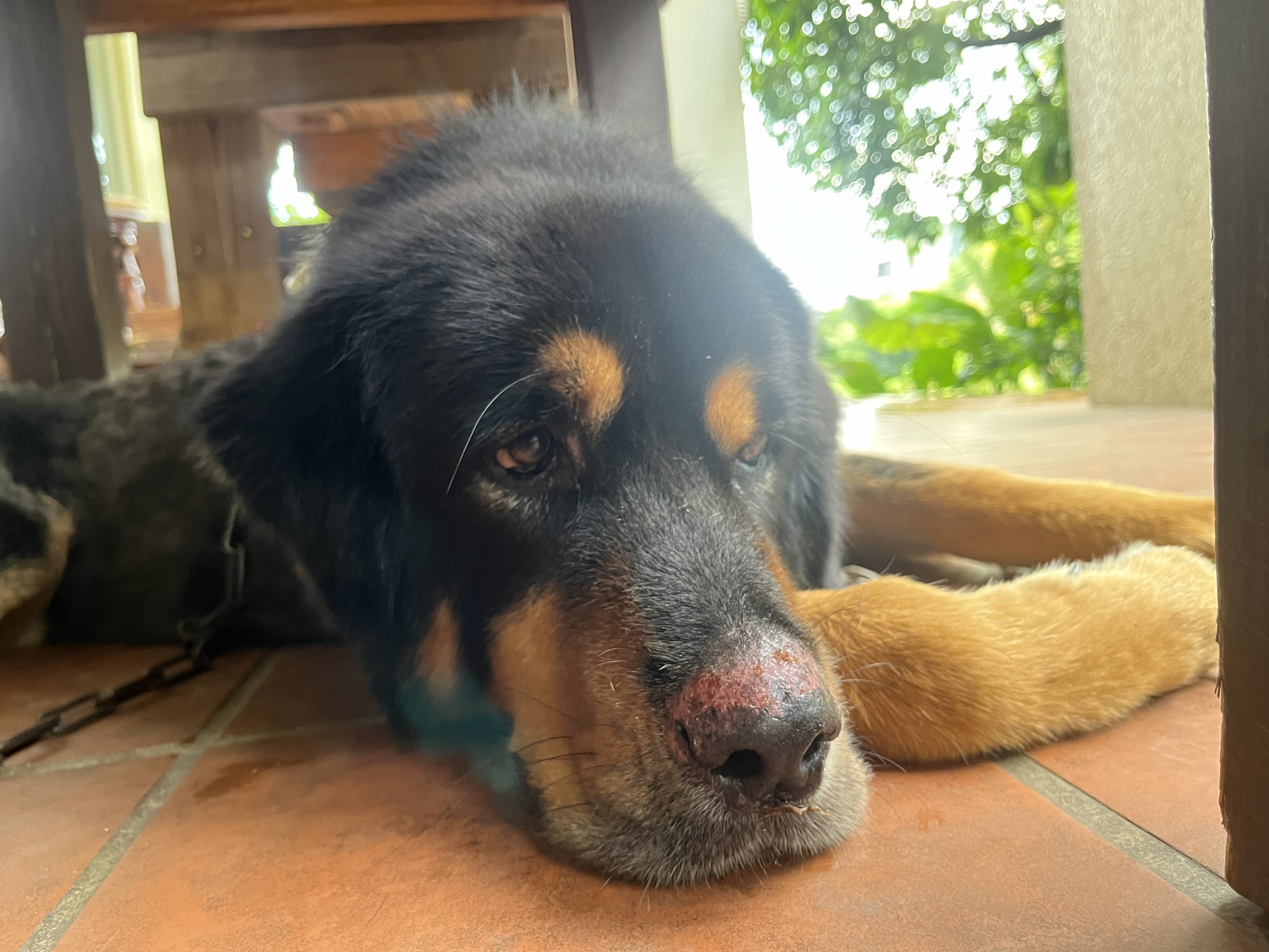 若接觸過敏原，寵物犬的鼻吻部可能會有脫毛、皮膚紅腫的過敏反應發生。圖/讀者提供