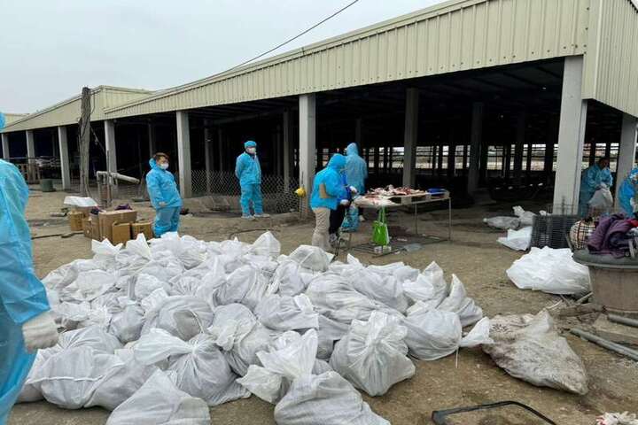 雲林縣麥寮鄉1土雞場與1種鵝場日前發生禽隻異常死亡，經通報後確診H5N1，7日執行撲殺並完成消毒作業，感染源待釐清。圖/取自中央社