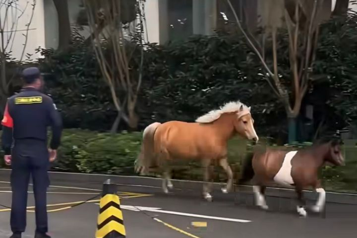 兩匹小馬「落跑」闖上海鬧區　狂奔1公里啃草　警方「勸回」