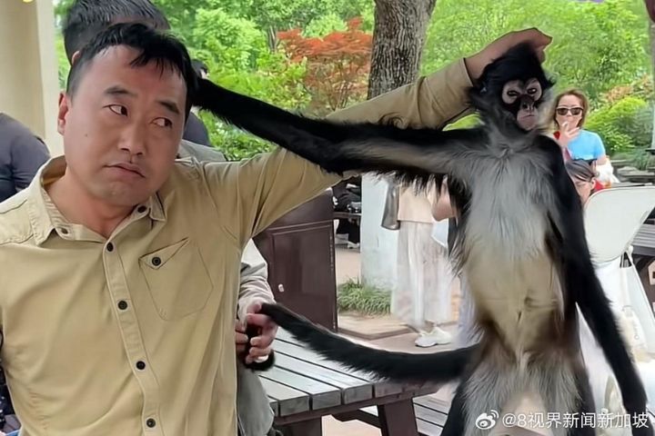 誰先放手算誰輸！蜘蛛猴與飼養員上演互抓頭髮大戰
