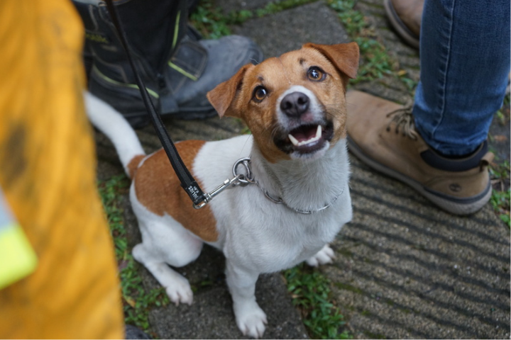花蓮搜救犬Wilson爆死因不單純！網籲公布真正死因　消防局：絕無虐狗