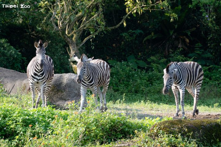 1月31日國際斑馬日　北市動物園邀民眾當「識圖老馬」
