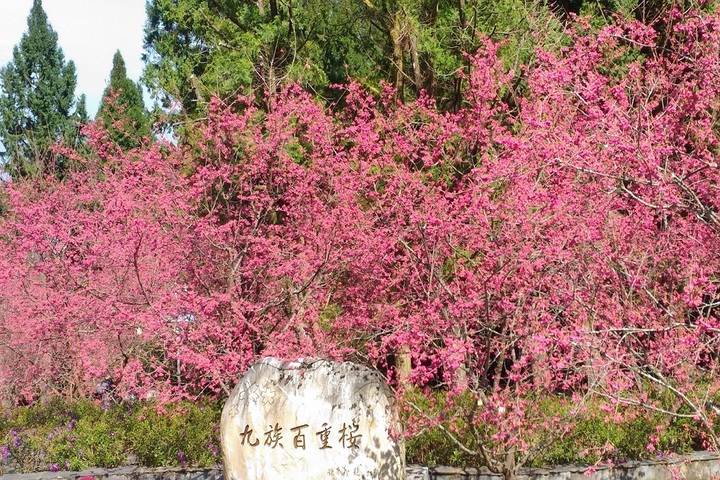 日月潭國家風景區亦為著名賞櫻景點，其中又以九族文化村種植數量最多。圖/取自農業部農業試驗所