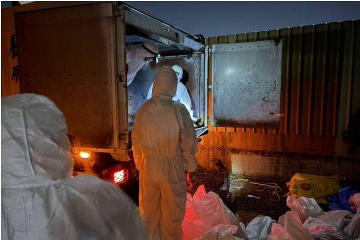 中秋連假桃園爆H5N1禽流感　大園一家禽場撲殺2616隻