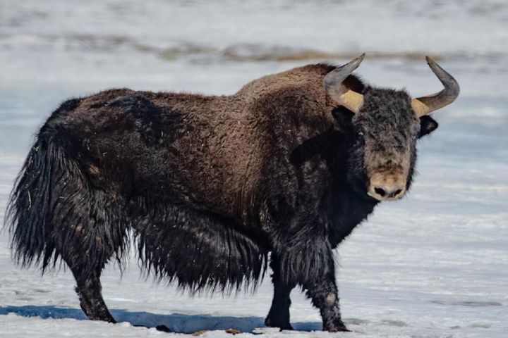 遊客山區如廁　驚見氂牛靠近　門壞關不上「社死對看」