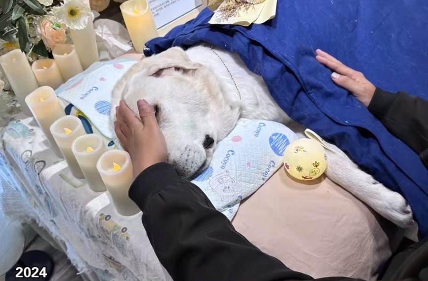 麼傳錫輕輕地撫摸著奧斯卡的頭，拉起牠的前爪搖了搖，深情地告別。圖/取自影片截圖