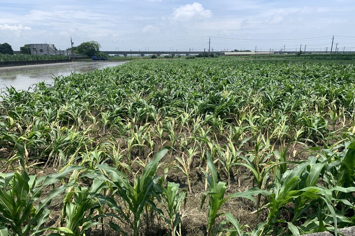 雲林多處玉米田因日前暴雨而倒臥農損。圖/取自張麗善《臉書》