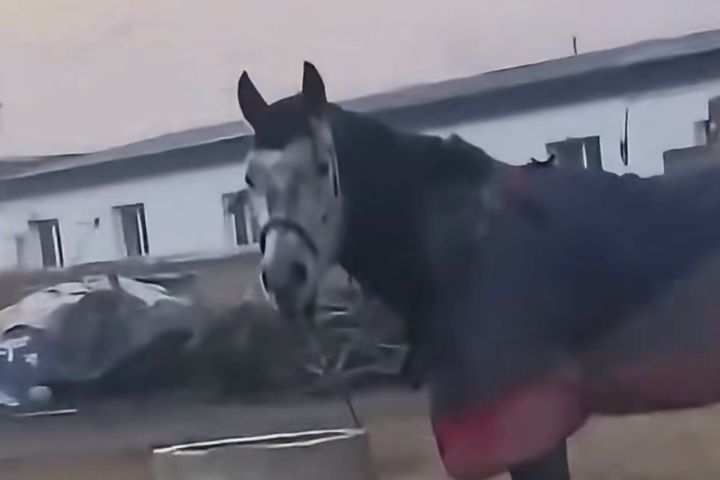 馬的智商相同幼兒　離別時竟會深情地「一步三回頭」？