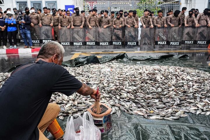 外來物種嚴重破壞生態　泰國民眾政府大樓前堆5噸死魚抗議