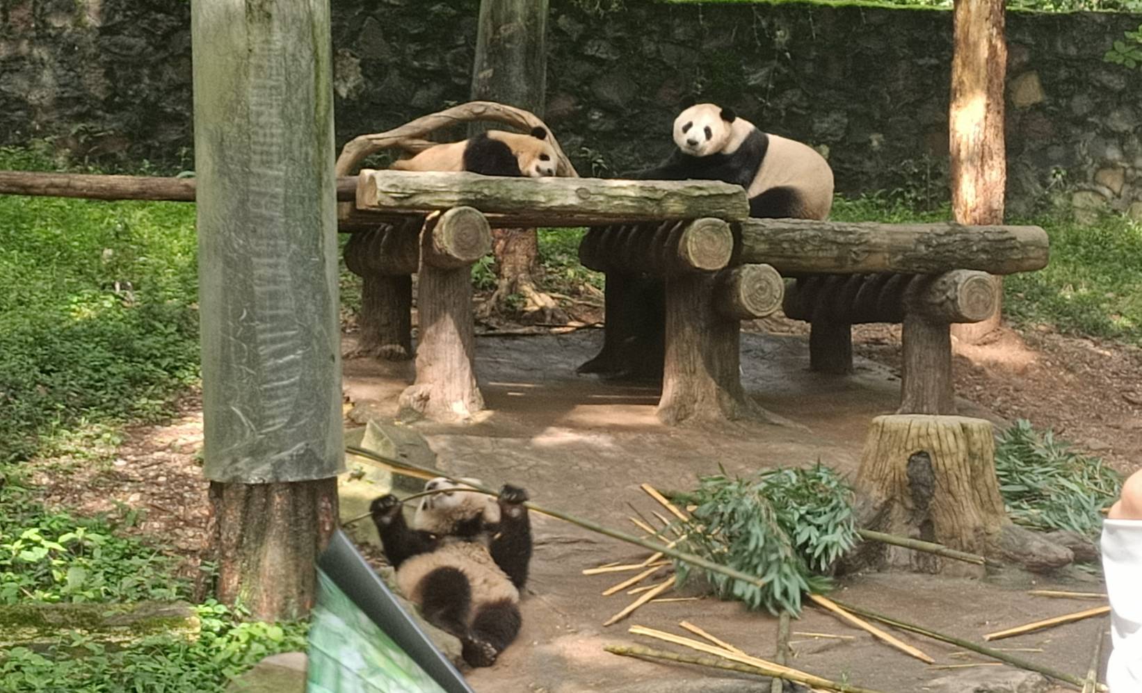 大熊貓母子檔，底下一隻幼仔在吃竹子，大熊貓媽媽和另一隻幼仔則在平台上休息。圖/記者簡立欣攝