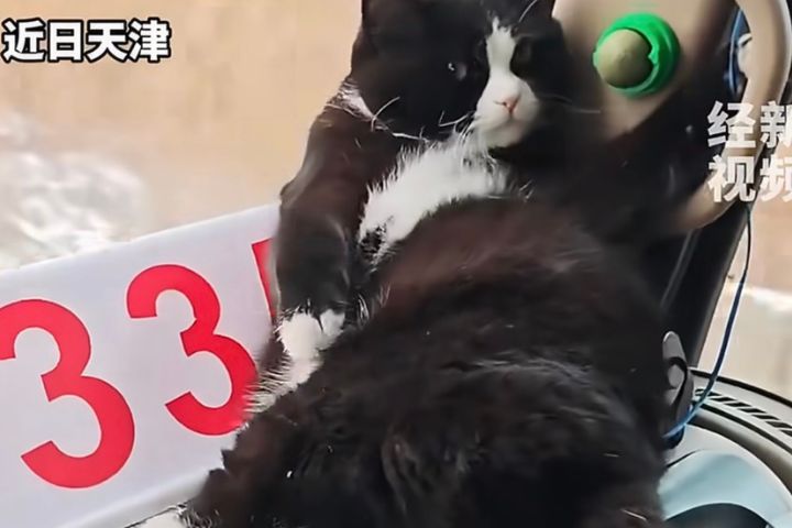 貓咪也懂抓扶手！顛簸路段穩得很　「壓車貓」陪跑貨車