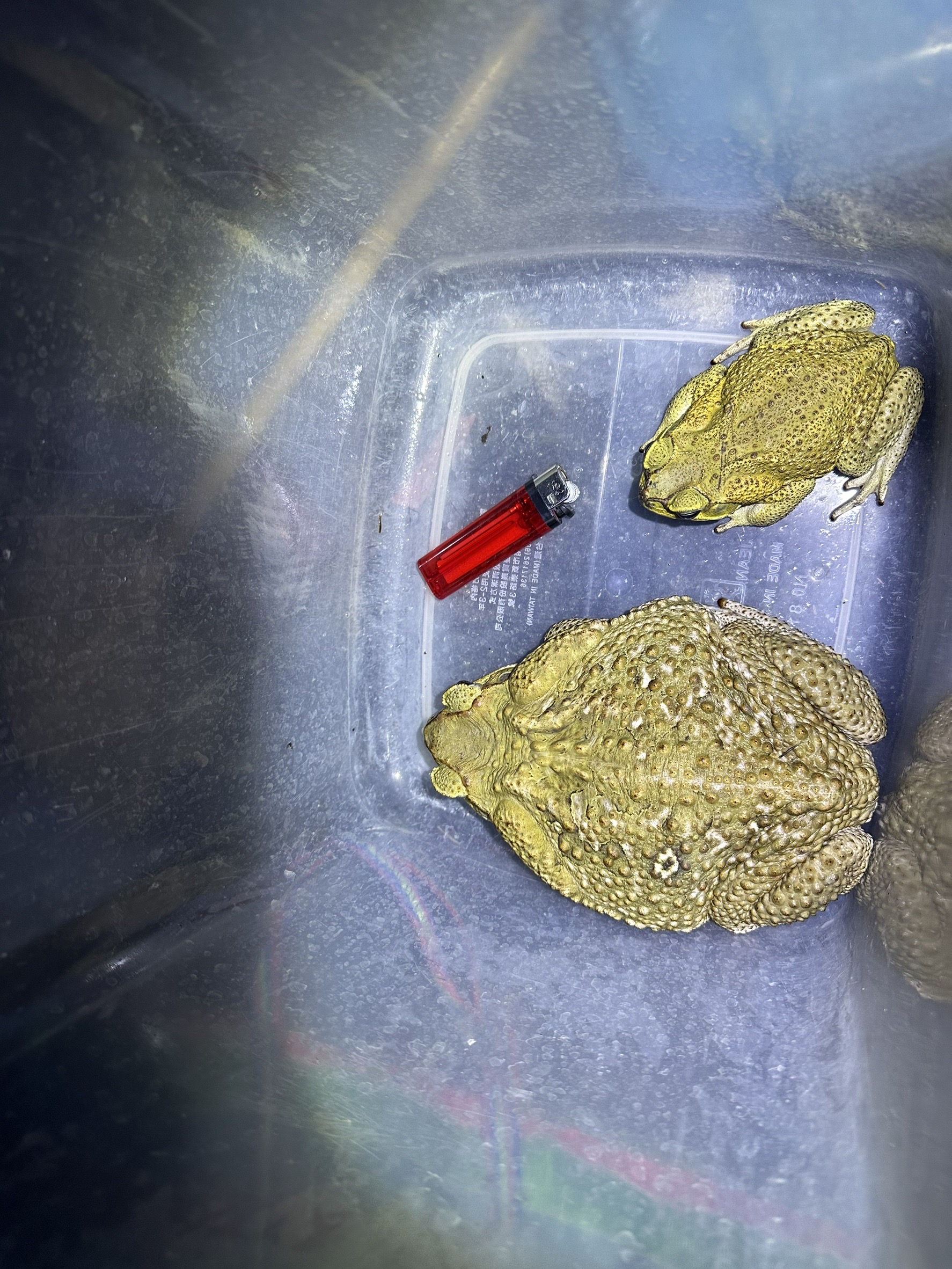 母的海蟾蜍（下）體格可達公的一倍大。圖/中水分署提供