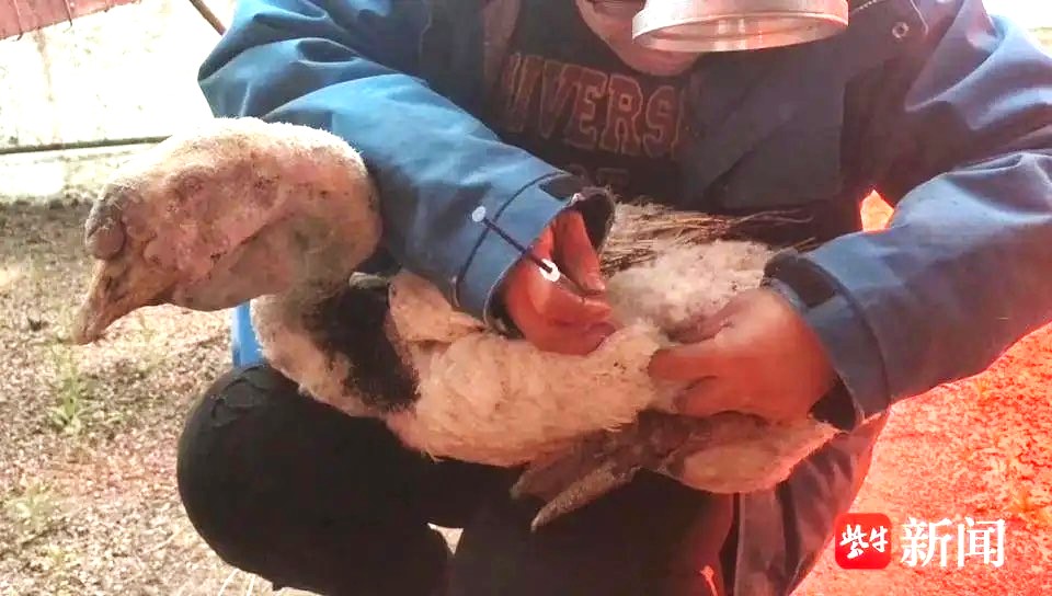 大火中守護同伴屍體 多處被烤熟的「鵝堅強」活下來了