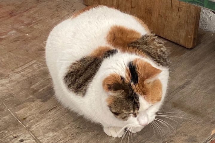 減肥藥不光給人吃　藥廠新戰場鎖定「胖貓經濟」