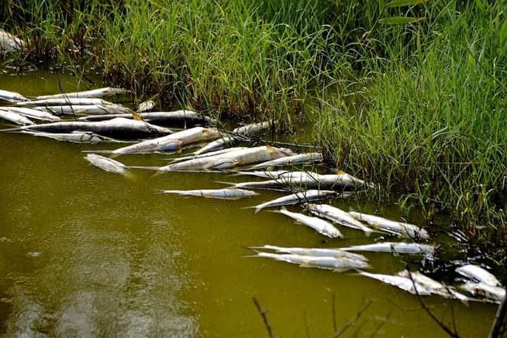口湖鄉滯洪池出現大量魚屍。圖/取自口湖海風的味道《臉書》粉專