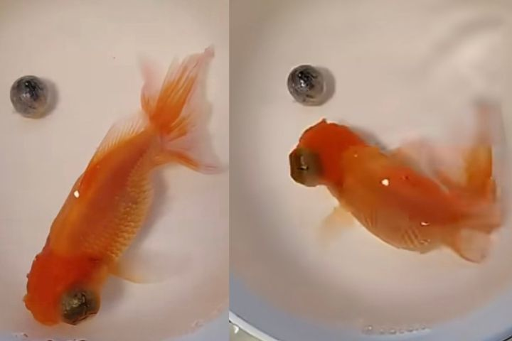 一歲半金魚突「眼球脫落」漂浮水中　飼主嚇壞更心疼