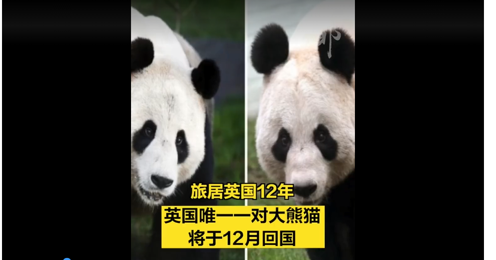 英國唯一一對熊貓即將送回中國大陸。圖/取自環球網