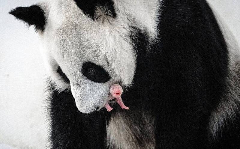 旅俄雌熊貓「如意」和「丁丁」的女兒。圖／取自莫斯科動物園官網