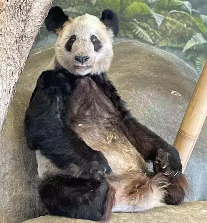 丫丫去年4月租期屆滿自美返國時，讓網友看了相當傷心。圖／取自界面新聞