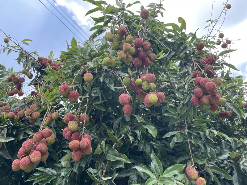 今年高雄大樹區的玉荷包受低溫、大雨等天候影響，產量只剩不到3成。圖/中央社
