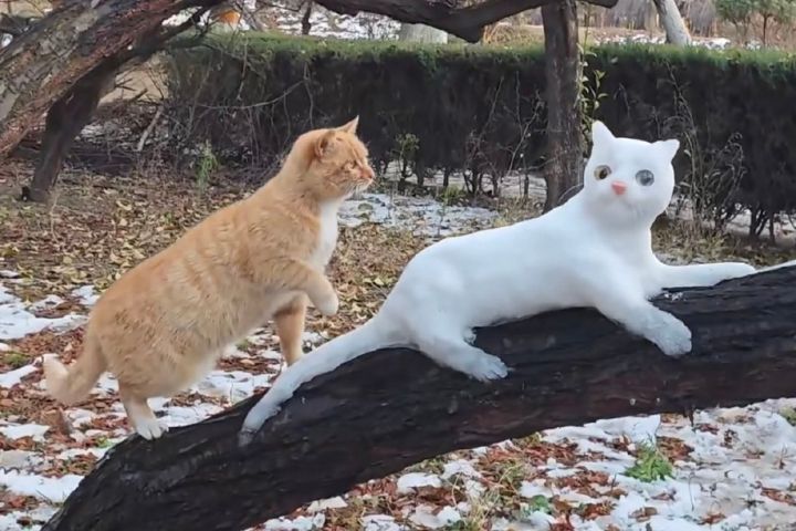 認知衝突　貓貓認錯貓！雪貓太逼真　橘貓誤認同類