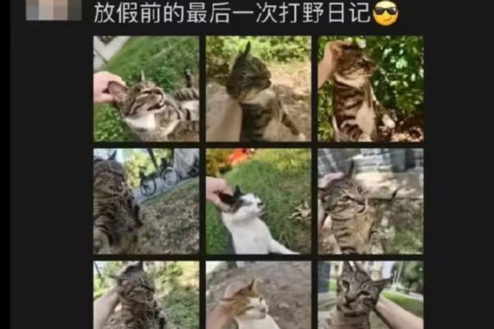 大陸虐貓者的報應？考公職「道德品行不達標」被刷掉