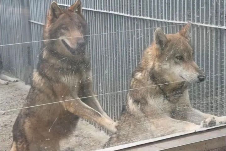 被動物園餓壞了？狼對遊客「作揖」討食、搶吃胡蘿蔔