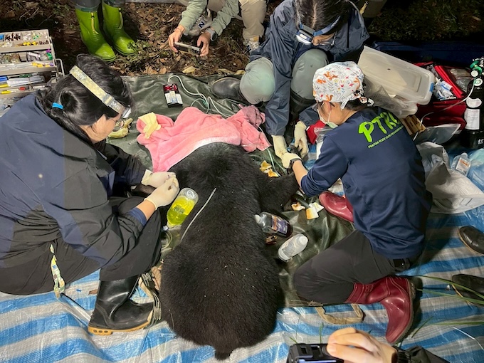 受困黑熊經獸醫師以吹箭麻醉後檢視，右前肢因套索纏繞造成些許皮肉傷，但無其它嚴重傷害。圖/林業及自然保育署屏東分署提供