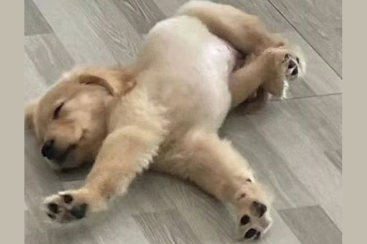 小狗伸懶腰 牠在「行禮」！也是在說：愛你、信任你