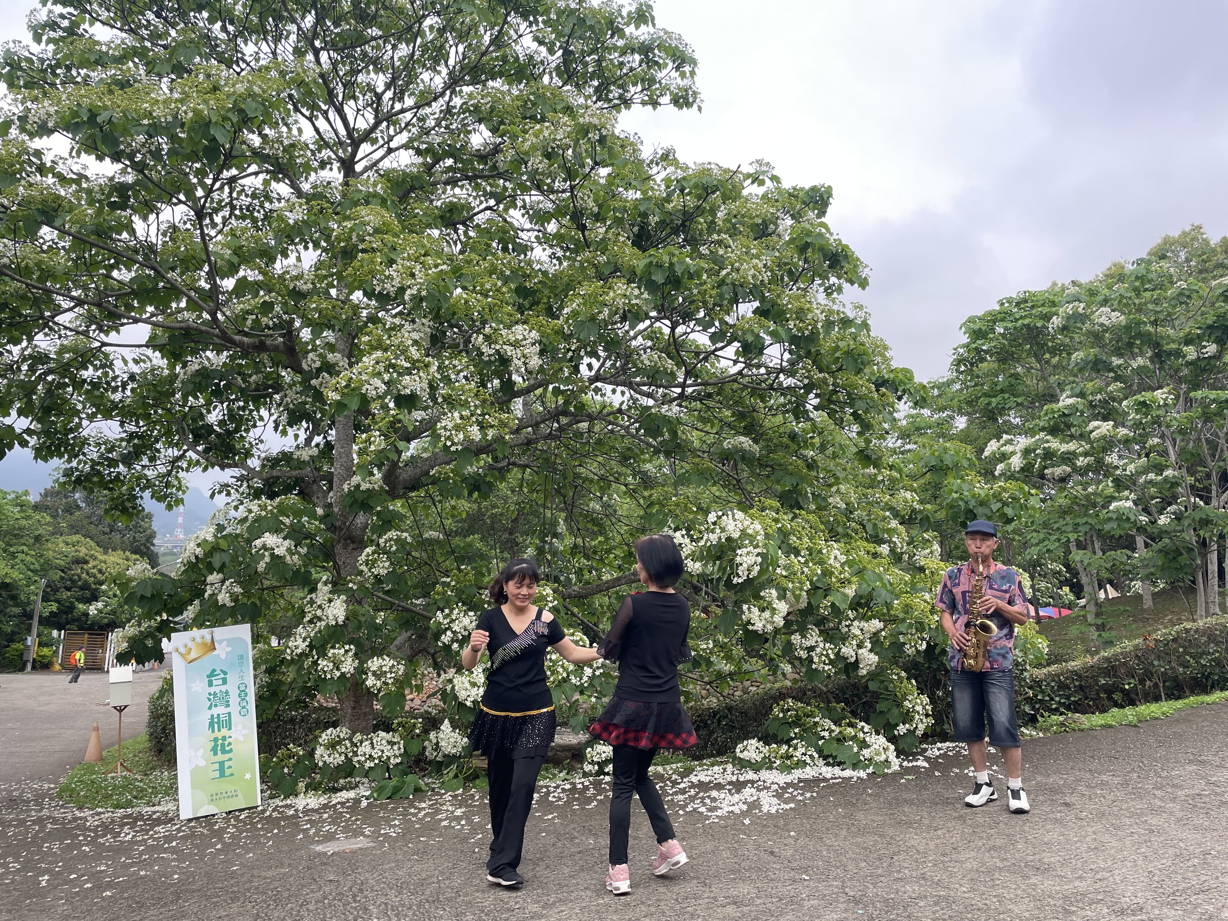 客家大院桐花盛開，遊客絡繹不絕，爭相於「台灣桐花王」前合影。圖/姜太公客家大院提供
