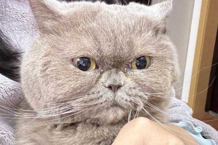 中國五千年擼貓史　唐代養豹貓　家貓由絲路傳入 