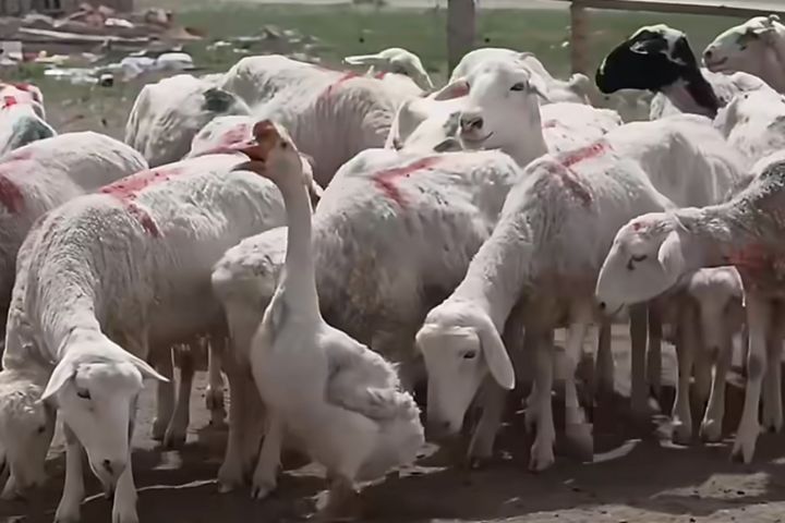 草原最萌上班族！內蒙古「牧羊鵝」果果　管得百羊服服貼貼