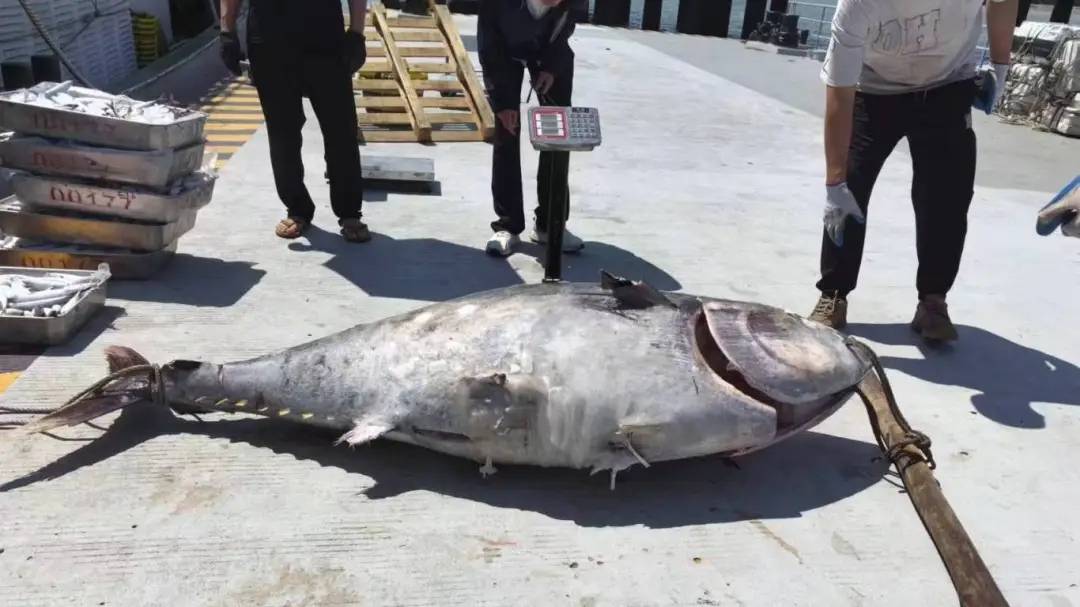 大陸海警6月28日公布查獲的非法漁獲。圖/取自中國海警公眾號