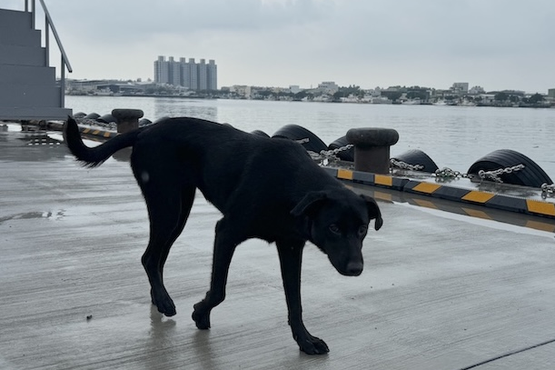 流浪狗是否安樂死，近來引發討論。圖為在高雄茄萣海邊遊蕩的狗。圖/記者林瑞益攝