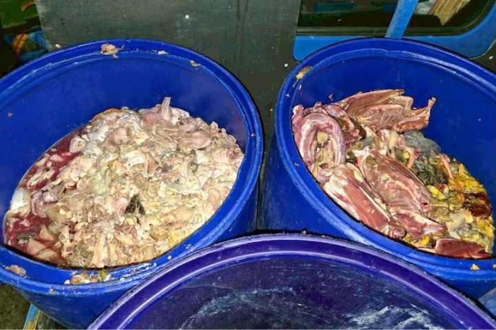 禁止廚餘養豬政策尚未鬆綁，新北市卻持續發生養豬戶私藏廚餘且餵豬的重大違規情形，6日又在林口區查獲2處養豬場以未蒸煮的廚餘（圖）投餵豬隻。圖/新北市政府提供、中央社