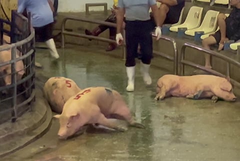 許多豬隻承受不了緊迫折磨，走不動直接癱軟在地。圖/取自台灣動物社會研究會網站